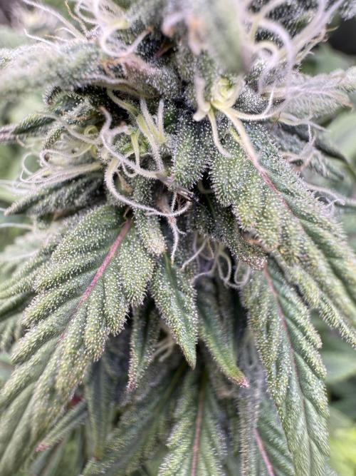 RQS Special Queen #1 Grow. Week 13