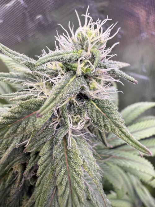 RQS Special Queen #1 Grow. Week 13