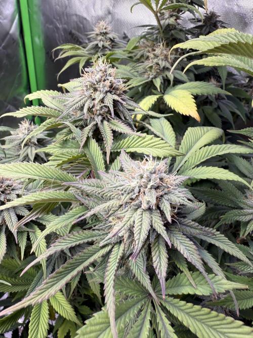 RQS Special Queen #1 Grow. Week 13