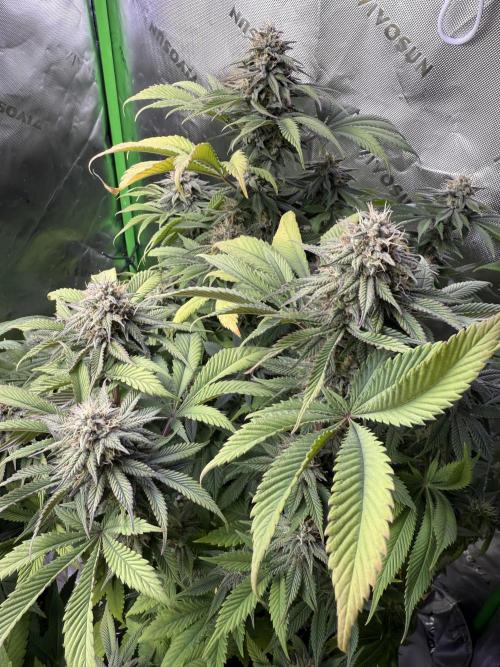 RQS Special Queen #1 Grow. Week 13