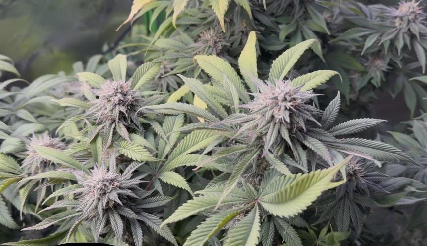 White Widow RQS. Week 12