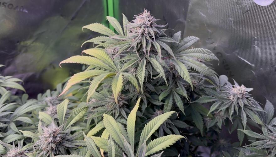 White Widow RQS. Week 12