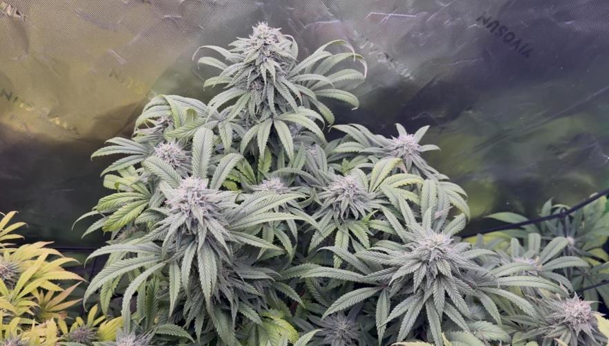 White Widow RQS. Week 12