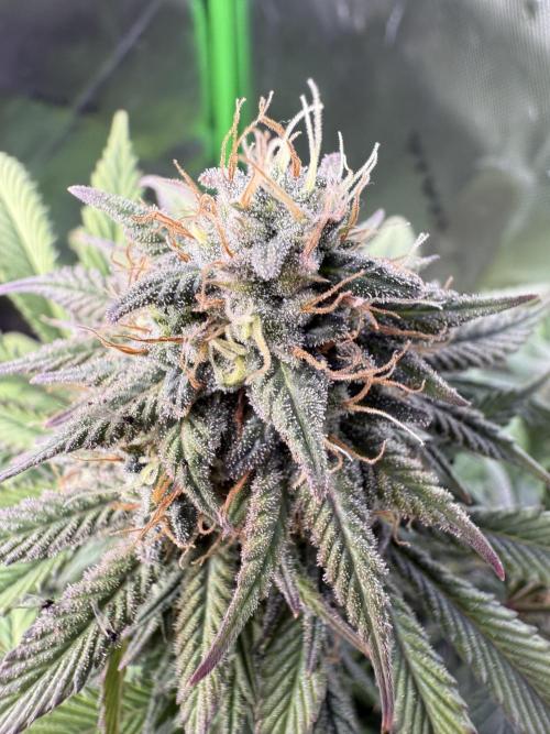 White Widow RQS. Week 12