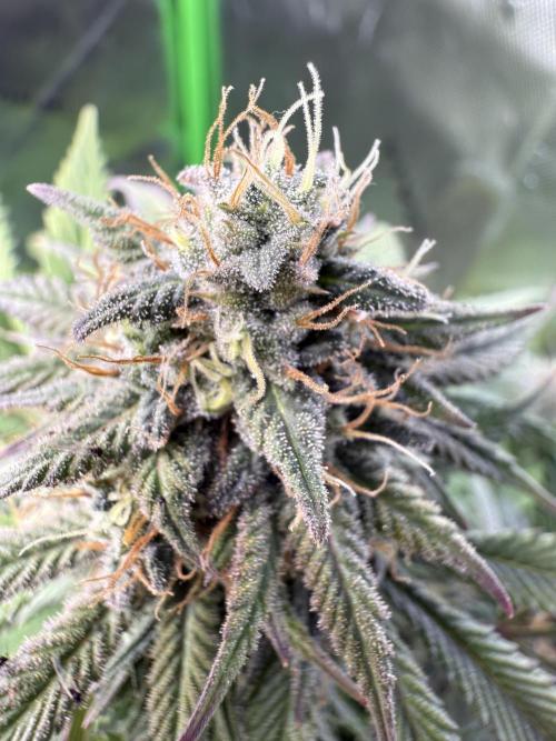 White Widow RQS. Week 12