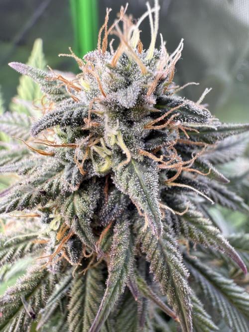 White Widow RQS. Week 12