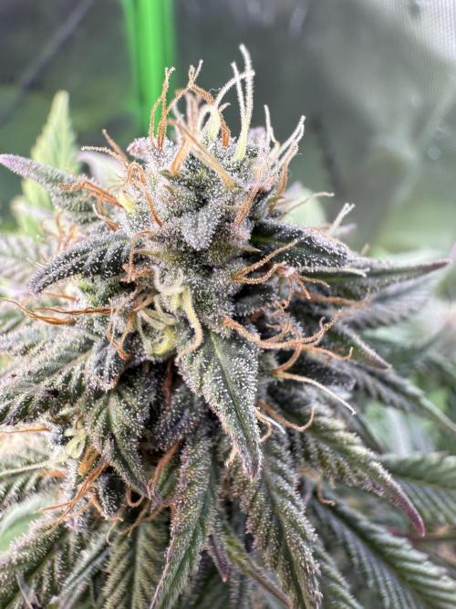 White Widow RQS. Week 12