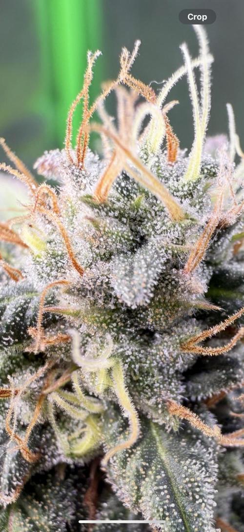 White Widow RQS. Week 12