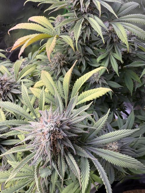 White Widow RQS. Week 12