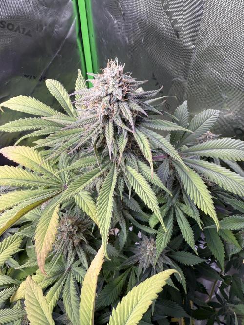 White Widow RQS. Week 12