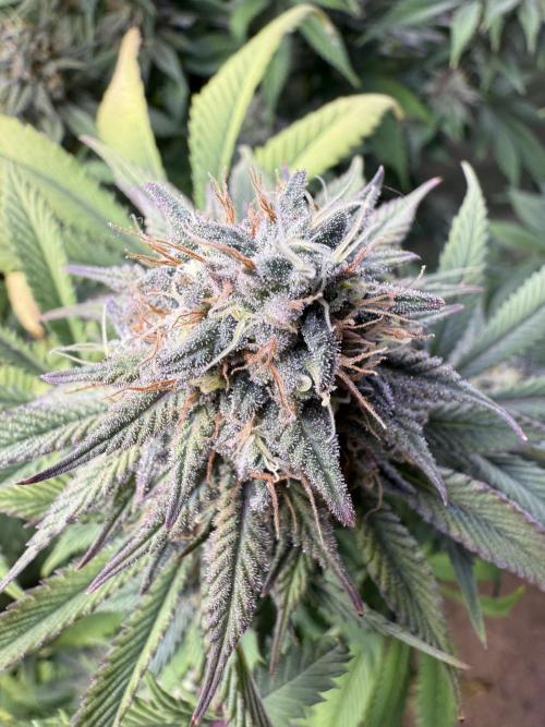 White Widow RQS. Week 12