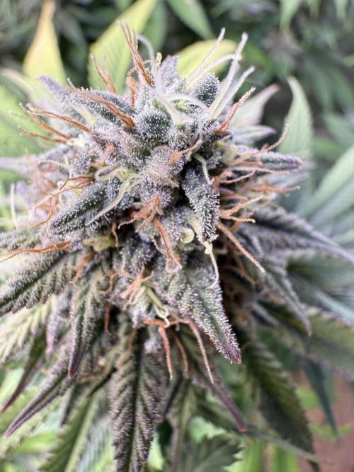 White Widow RQS. Week 12