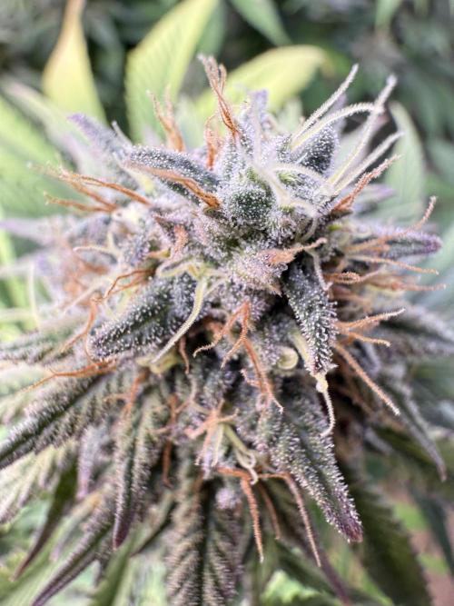 White Widow RQS. Week 12