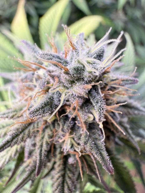 White Widow RQS. Week 12