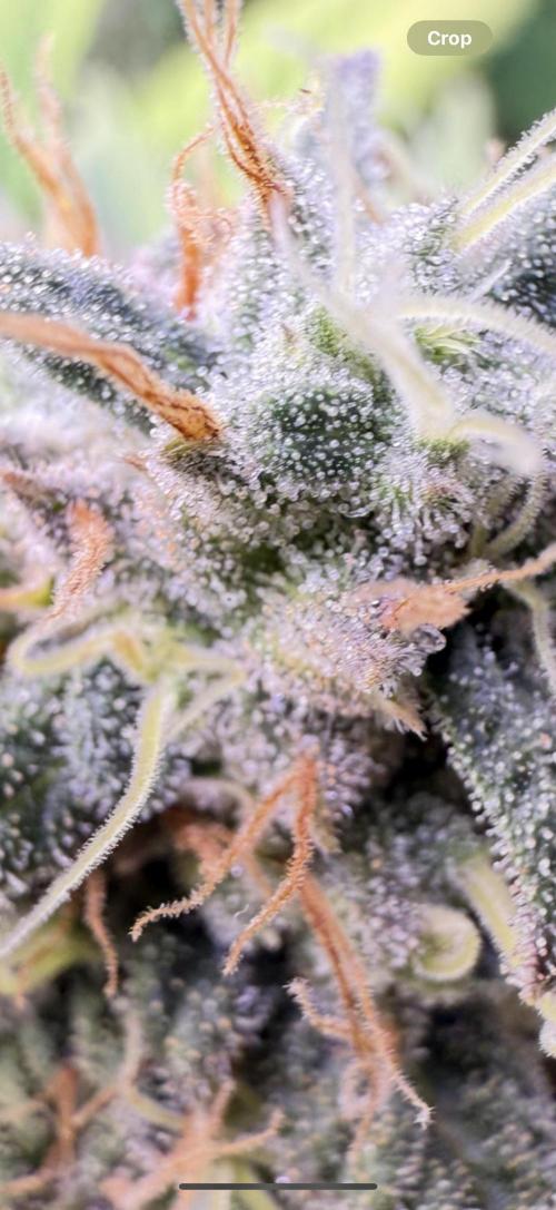 White Widow RQS. Week 12