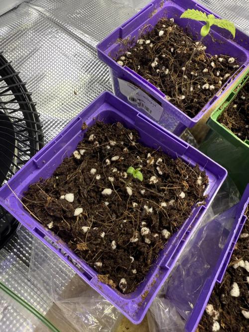 Slurricane Photo Grow. Week 0