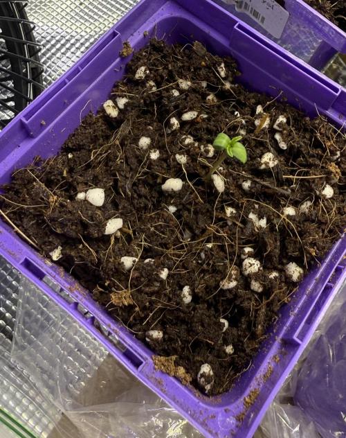 Slurricane Photo Grow. Week 0