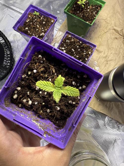 Slurricane Photo Grow. Week 0