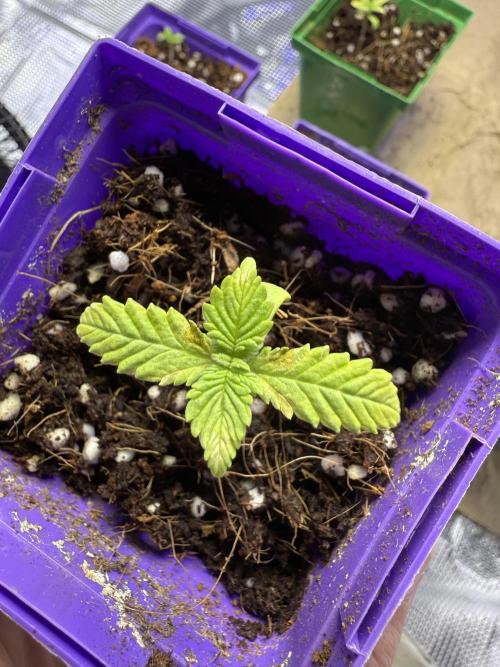 Slurricane Photo Grow. Week 0