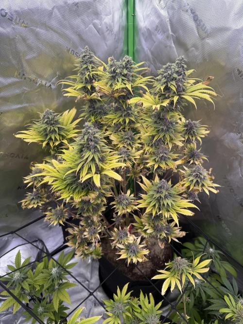 White Widow grow 2. Week 14