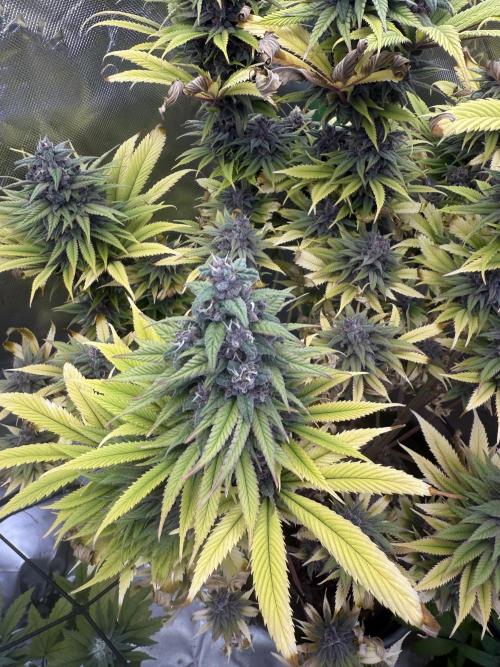 White Widow grow 2. Week 14