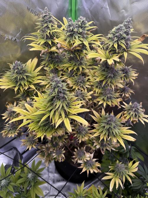 White Widow grow 2. Week 14