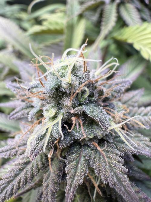 RQS Special Queen #1 Grow. Week 14