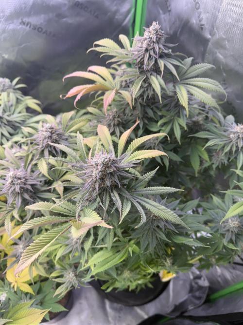 RQS Special Queen #1 Grow. Week 14