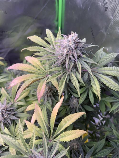 RQS Special Queen #1 Grow. Week 14