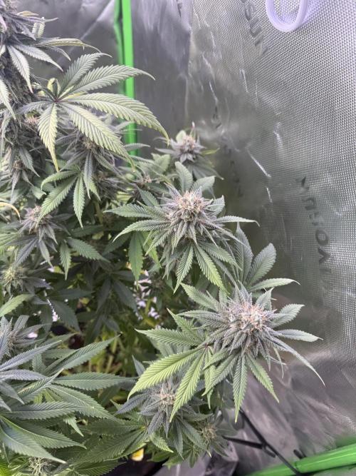 RQS Special Queen #1 Grow. Week 14