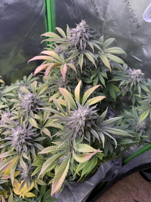 RQS Special Queen #1 Grow. Week 14