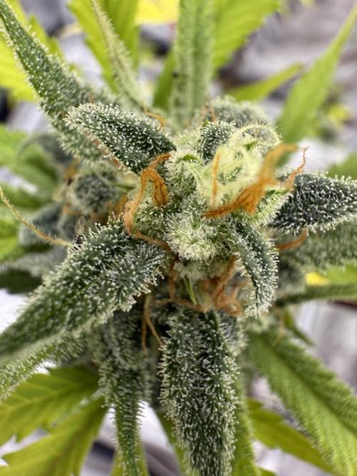 Amnesia Zkittles Auto Grow Log. Week 10