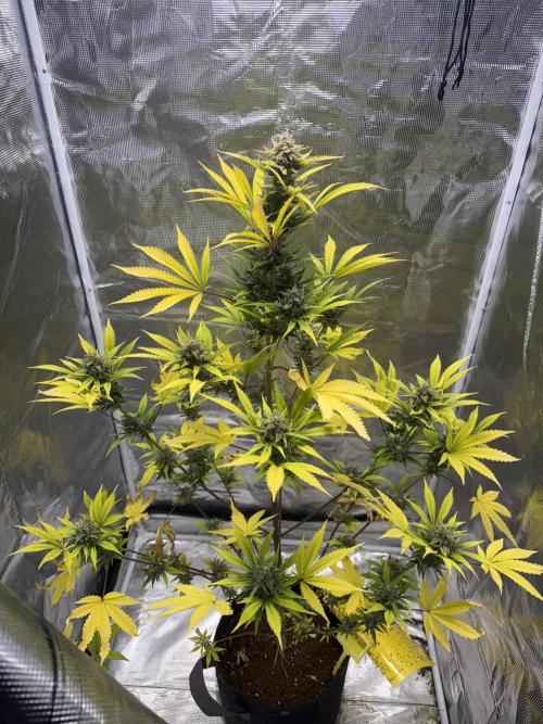 Amnesia Zkittles Auto Grow Log. Week 10