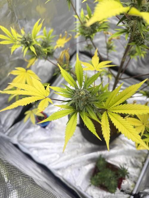 Amnesia Zkittles Auto Grow Log. Week 10