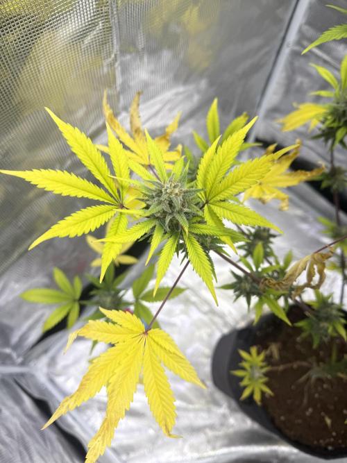 Amnesia Zkittles Auto Grow Log. Week 10