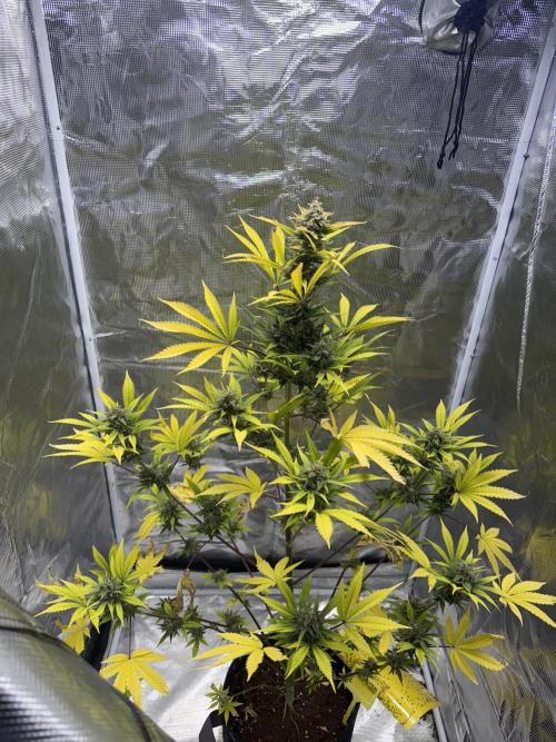 Amnesia Zkittles Auto Grow Log. Week 10
