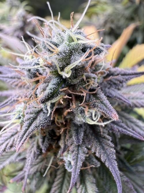 White Widow RQS. Week 13