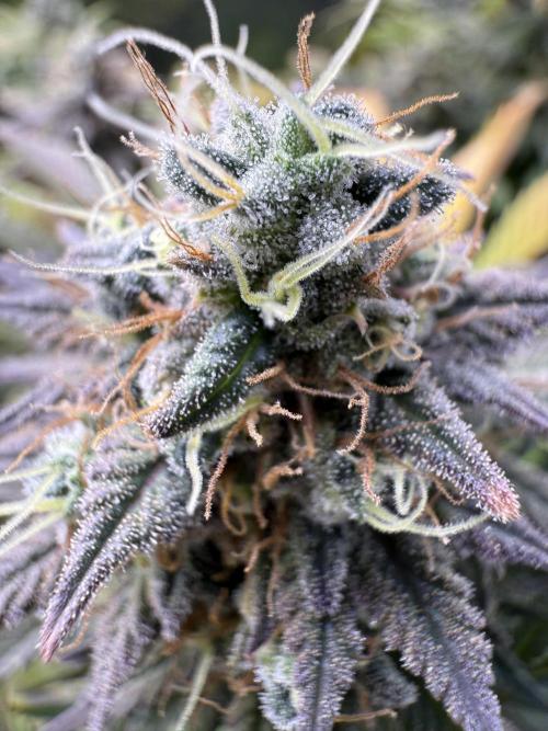 White Widow RQS. Week 13