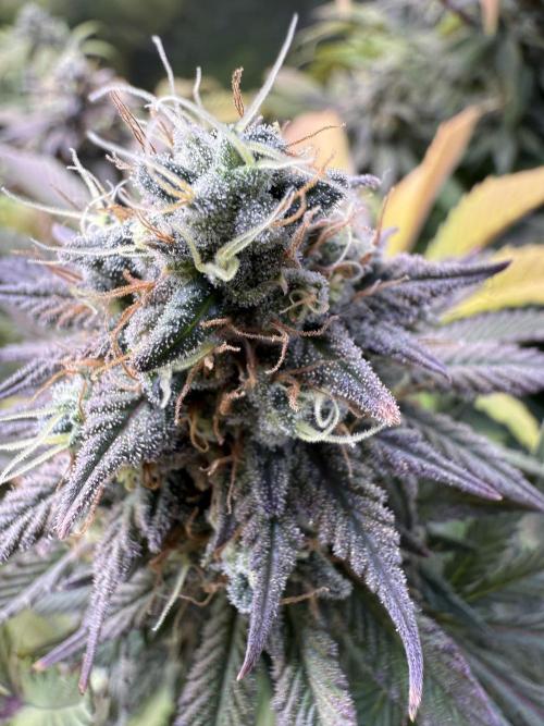 White Widow RQS. Week 13