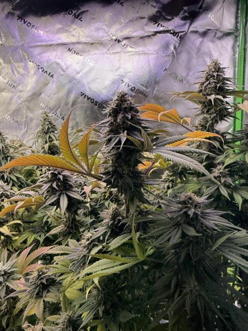 White Widow RQS. Week 13