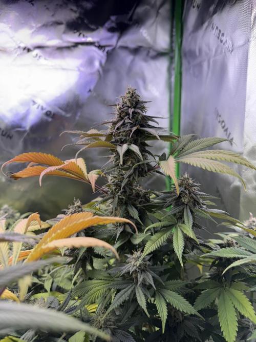 White Widow RQS. Week 13