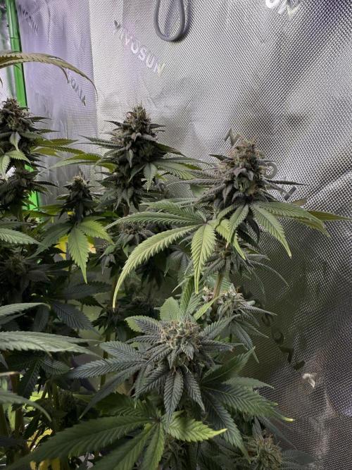 White Widow RQS. Week 13