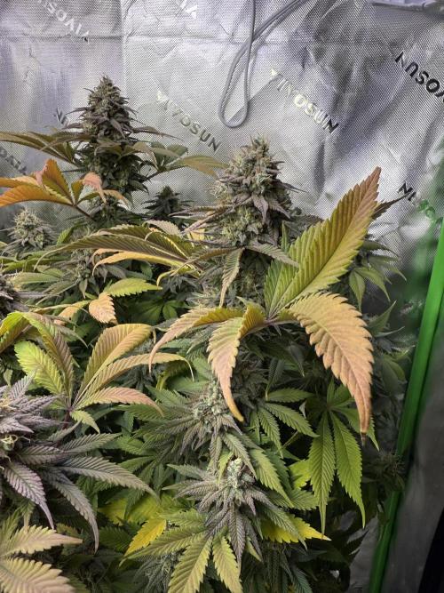 White Widow RQS. Week 13