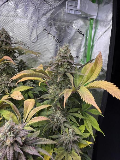 White Widow RQS. Week 13