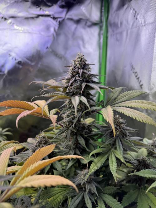 White Widow RQS. Week 13