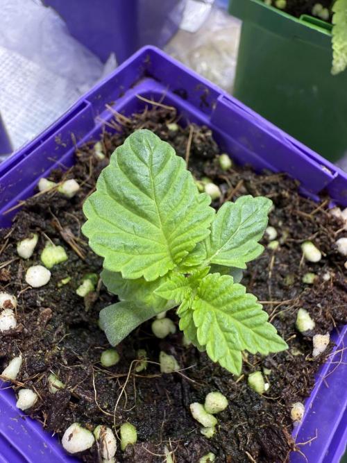 Slurricane Photo Grow. Week 1