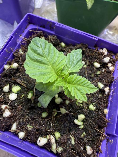 Slurricane Photo Grow. Week 1