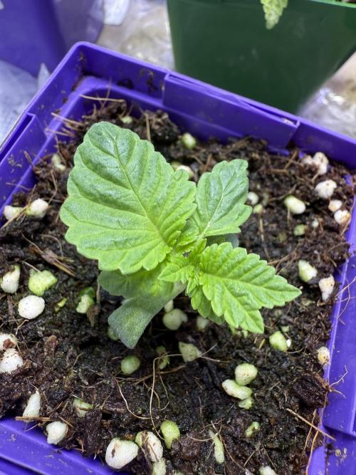 Slurricane Photo Grow. Week 1