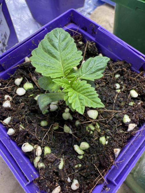 Slurricane Photo Grow. Week 1