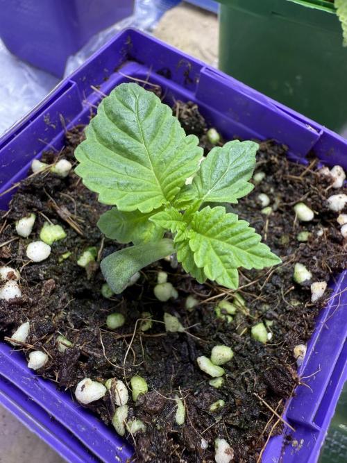 Slurricane Photo Grow. Week 1